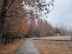 -溱湖国家湿地公园