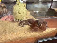 -帕帕拉兹宠物(亚洲旗舰店)