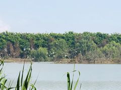 -大湾区中央湿地公园