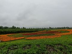 -洪湖湿地生态园