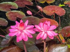 -国家植物园南园