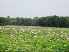 -东郊湿地公园