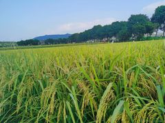 -光明小镇欢乐田园