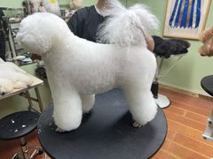 -鑫艺宠物美容培训学校