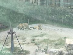 -上海野生动物园老虎餐厅