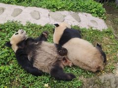 -都江堰中华大熊猫苑