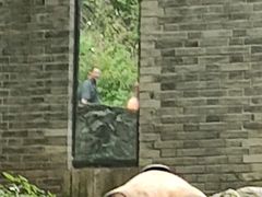 -都江堰中华大熊猫苑