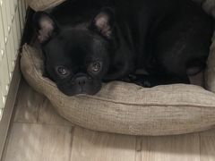 -PETKIT小佩宠物(古北店)
