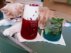 -飞行喵MR PILOT|猫舍·猫咖(静安大融城店)