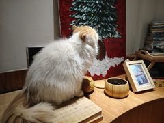 -有猫主题·治愈系猫咖(曾厝垵店)