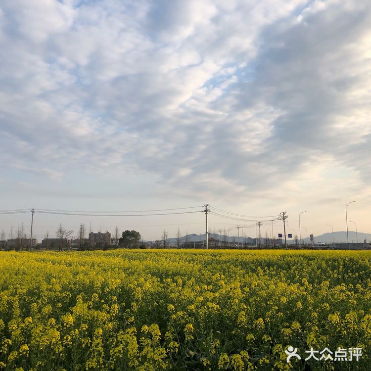 湖岭 桐浦油菜花 春季赏景好去处