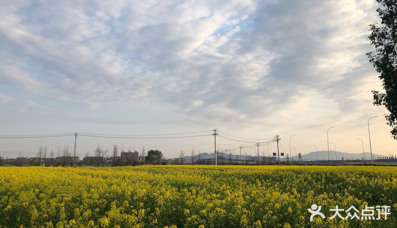 湖岭 桐浦油菜花 春季赏景好去处
