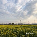 湖岭 桐浦油菜花 春季赏景好去处