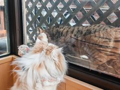 -MOCHA明星猫咖(田子坊店)
