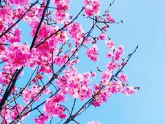 -顾村公园