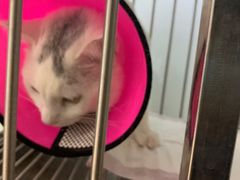 -福懋动物医院·犬猫全科·外科·重症科(杏林分院)