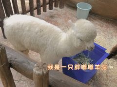 -杭州开元森泊度假乐园