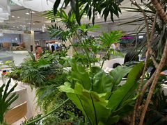 -大树餐厅(朝阳大悦城店)
