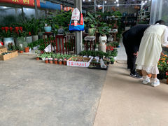 -长春青怡坊鲜花批发(青怡坊花鸟市场店)