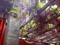 -北京古城老院厉晓麟精致菜