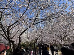 -桃花堤公园