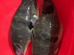 -长顺河豚馆(江洲东路)