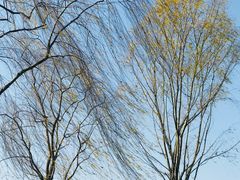 -星巴克(成都科学城店)