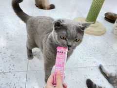 -喵园·猫主题咖啡厅·撸猫·猫咖(国贸店)