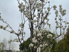 -上海滨江森林公园