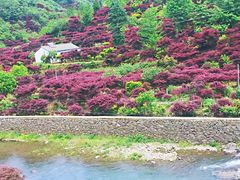 -四明山国家森林公园