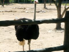 iphone_upload_pic-西安秦岭野生动物园