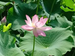 -贵州省植物园