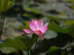 -香山公园