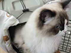 -宠颐生猫科·内科皮肤科(西平世纪城店)