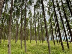 -塞罕坝国家级自然保护区