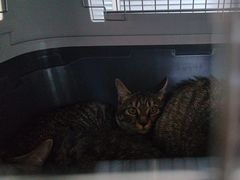 -瑞派福兴宠物医院犬猫全科·骨科·中西医结合(河东店)