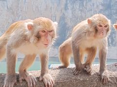 -白帝城·瞿塘峡景区