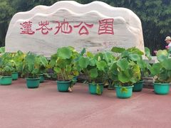 -莲花池公园