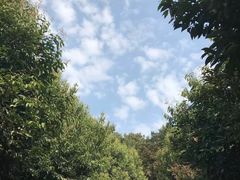 -铁山坪森林公园