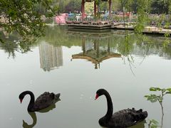 -西苑公园