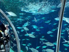 -上海海洋水族馆