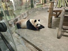 -栾川竹海野生动物园