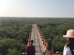 -北海金海湾红树林生态旅游区