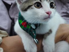 -宠颐生猫科·内科皮肤科(西平世纪城店)