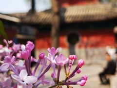 -海棠花溪(元大都城垣遗址公园)
