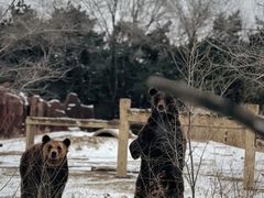 -沈阳森林动物园