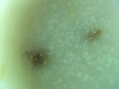 牛肉粥-华辉拉肠(广园店)