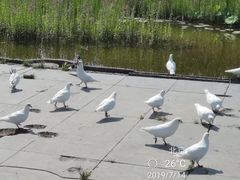 -永定河休闲森林公园