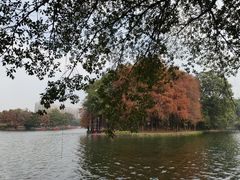 -荔湾湖公园