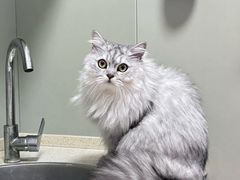 -伟伟宠物医院·瑞派猫友好医院·猫科(光谷店)
